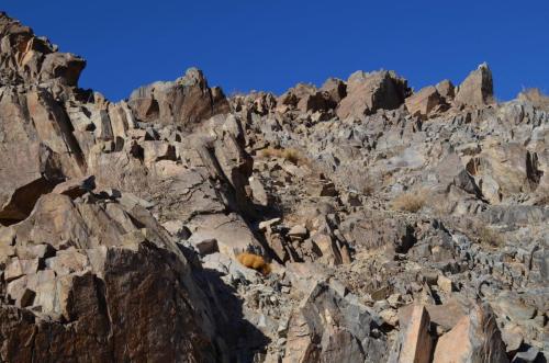 Copiapoa-coquimbana-andina-PV2801-El-Donkry-vychodne-u-GPS225-Peru Chile-2014 2770
