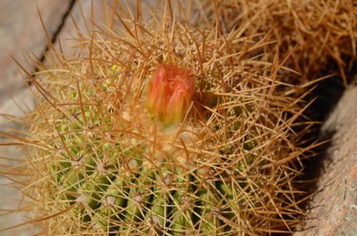 Copiapoa-coquimbana-andina-PV2801-El-Donkry-vychodne-u-GPS225-Peru Chile-2014 2775
