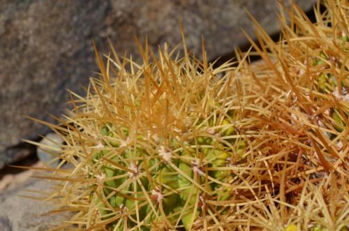 Copiapoa-coquimbana-andina-PV2801-El-Donkry-vychodne-u-GPS225-Peru Chile-2014 2790