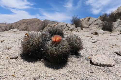 Copiapoa-coquimbana-andina-red-fl.24km-from-routa-5-11