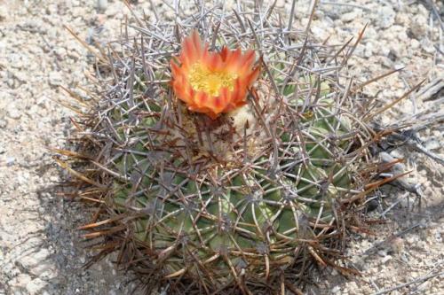 Copiapoa-coquimbana-andina-red-fl.24km-from-routa-5-12