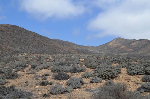 Copiapoa-dealbata-PV2770-Carrizal-Bajo-severne-GPSNOC2-Peru Chile-2014 1413
