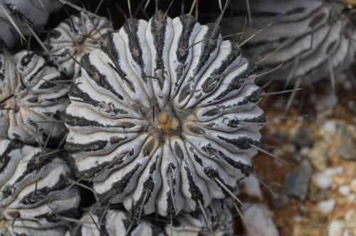 Copiapoa-dealbata-carrizalensis-PV2768-Huasco-Bajo-severne-GPS201-Peru Chile-2014 1350