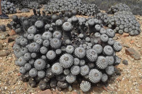 Copiapoa-dealbata-carrizalensis-PV2768-Huasco-Bajo-severne-GPS201-Peru Chile-2014 1355