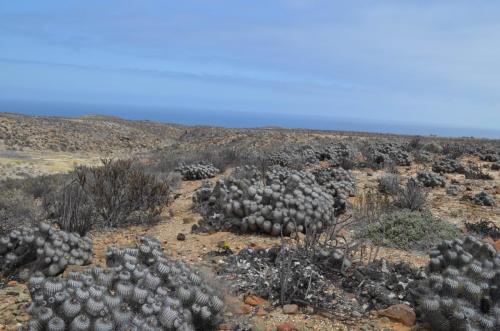 Copiapoa-dealbata-carrizalensis-PV2768-Huasco-Bajo-severne-GPS201-Peru Chile-2014 1356