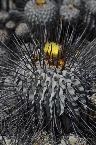 Copiapoa-dealbata-carrizalensis-PV2768-Huasco-Bajo-severne-GPS201-Peru Chile-2014 1369