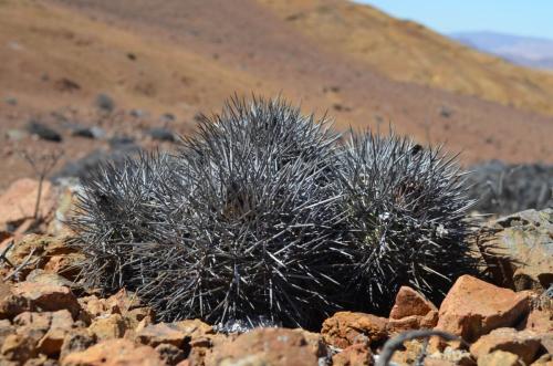Copiapoa-desertorum-rubriflora-PV2787-Taltal-jizne-GPS-88-Peru Chile-2014 1985