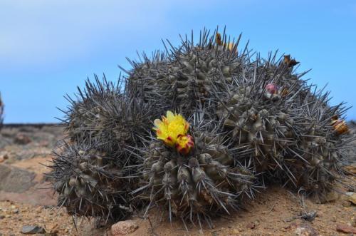 Copiapoa-fiedleriana-PV2767-Huasco-Bajo-severne-GPS201-Peru Chile-2014 1298