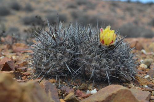 Copiapoa-fiedleriana-PV2767-Huasco-Bajo-severne-GPS201-Peru Chile-2014 1307