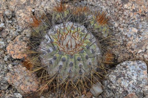 Copiapoa-goldii-Callta-Ballena-V-Peru Chile-2014 1626