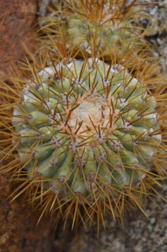 Copiapoa-goldii-Callta-Ballena-V-Peru Chile-2014 1636