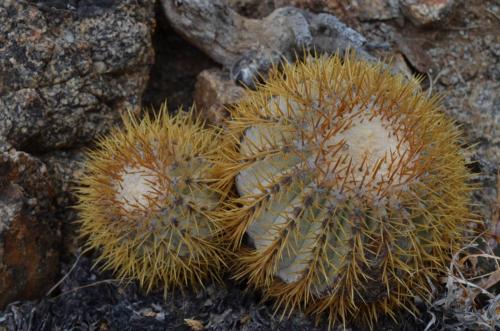 Copiapoa-goldii-Callta-Ballena-V-Peru Chile-2014 1645