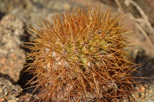 Copiapoa-goldii-PV2778-Caleta-Ballena-GPS210-Peru Chile-2014 1674