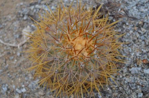 Copiapoa-goldii-variable-Caleta-Ballena-SV-GPS211-Peru Chile-2014 1687