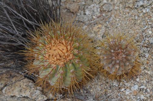 Copiapoa-goldii-variable-Caleta-Ballena-SV-GPS211-Peru Chile-2014 1693