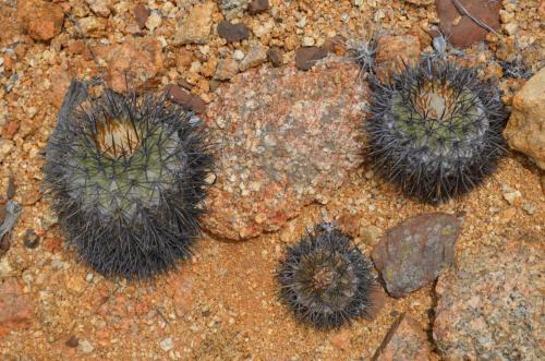 Copiapoa-goldii-variable-Caleta-Ballena-SV-GPS211-Peru Chile-2014 1774