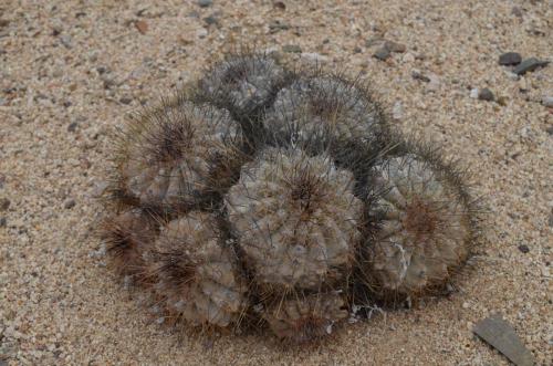 Copiapoa-grandiflora-Esmeralda-jizne-GPS216-Peru Chile-2014 1889