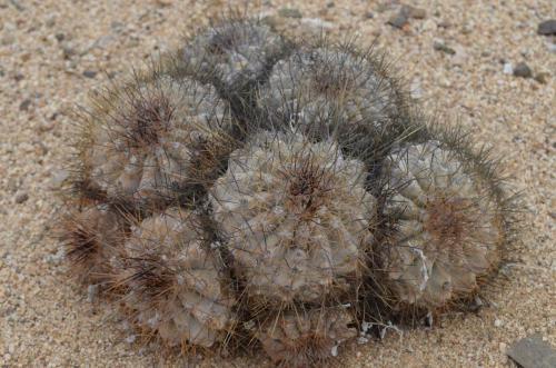 Copiapoa-grandiflora-Esmeralda-jizne-GPS216-Peru Chile-2014 1890