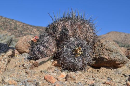 Copiapoa-griseoviolacea-PV2762-Freirina-jizne-GPS198-Peru Chile-2014 1218