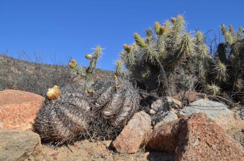 Copiapoa-griseoviolacea-PV2762-Freirina-jizne-GPS198-Peru Chile-2014 1238