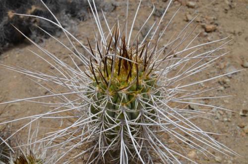 Trichocereus-chiloensis-Vicuna-J-Peru Chile-2014 2974