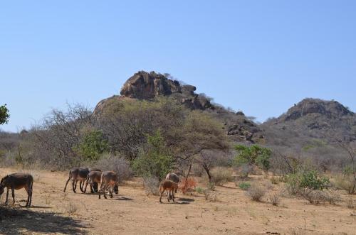 Krajina-Adadi-hned-severne-vesnice-Kenya-2014 1198
