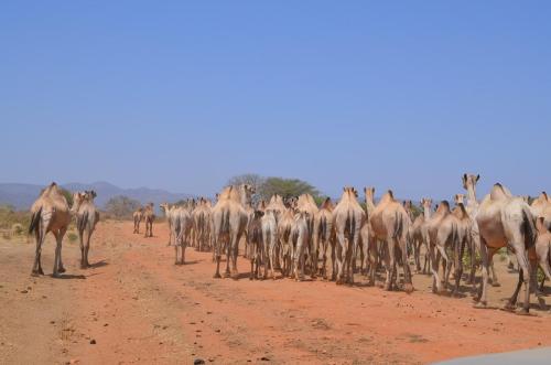 Adadi-zapadne-Kenya-2014 1242