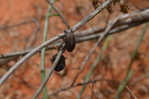 Brouk-Wangala-Kenya-2014 0049