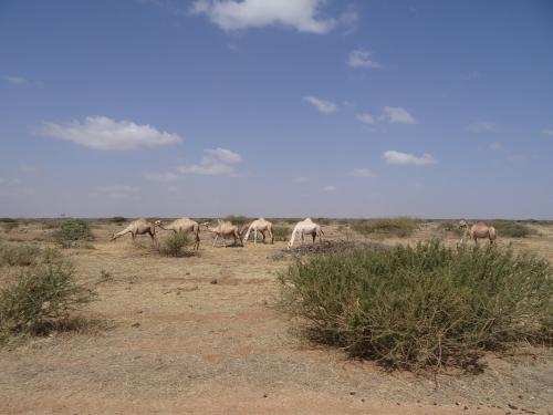 Krajina-Marsabit-severne-Kenya-2014-Christian-DSC00894