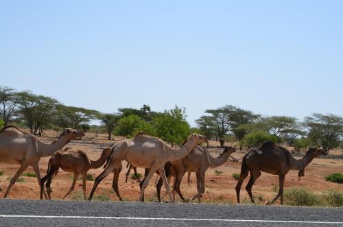 Krajina-Merille-GPS168-v-2012-Kenya-2014 0484