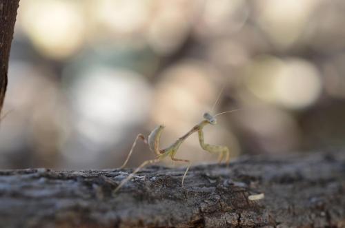 Kudlanka-Sololo-Kenya-2014 0966