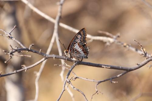 Motyl-Sololo-to-Makutano-GPS176-Kenya-2014-Christian-IMG 2966