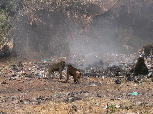 Paviani-Marsabit-Kenya-2012 PV0738