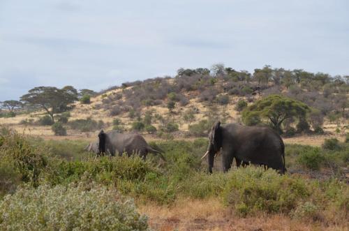 Safari-Kenya-0300