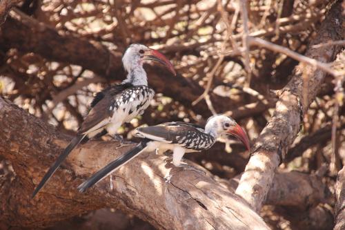 Tukan-adadi-zapadne-Kenya-2014-Christian-IMG 2807