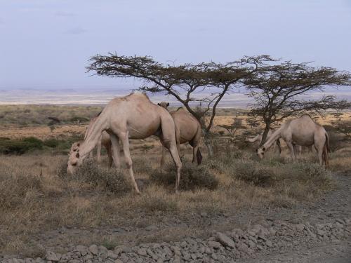 Velbloudi-Marsabit-SZ-Kenya-2012 PV1006