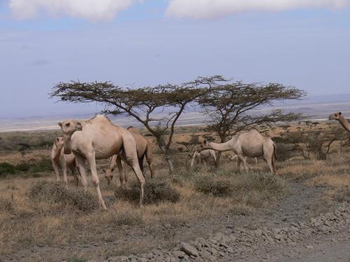 Velbloudi-Marsabit-SZ-Kenya-2012 PV1008