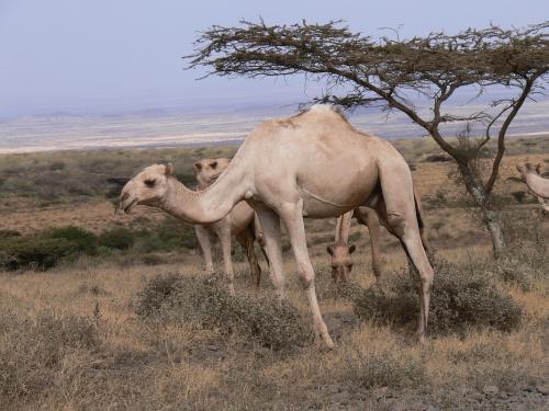 Velbloudi-Marsabit-SZ-Kenya-2012 PV1009