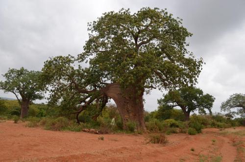 Adansonia-digitata-Kibuezi-to-Kitui-Kenya-2014 0229