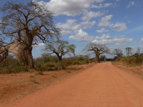 Adansonia-digitata-Yatta-plateau GPS165-Kenya-2012-PV0343