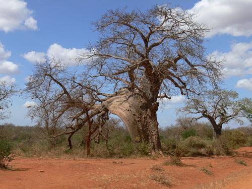 Adansonia-digitata-Yatta-plateau-GPS165-Kenya-2012 PV0344
