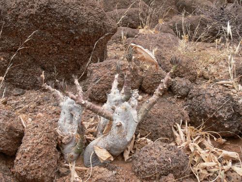 Adenia-ellenbeckii-Marsabit-severne-GPS174-Kenya-2012 PV0860