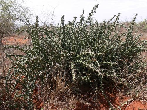Adenia-globosa-Maktau-GPS184-Kenya-2012 PV1488