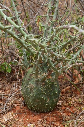 Adenia-globosa-Wangala-Kenya-2014 0046