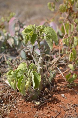 Adenia-keramanthus-Maktau-GPS185-Kenya-2014 1798