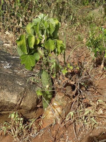 Adenia-keramanthus-a-Sterculia-Ghazi-GPS163-Kenya-2012-Kazungu-P1000423