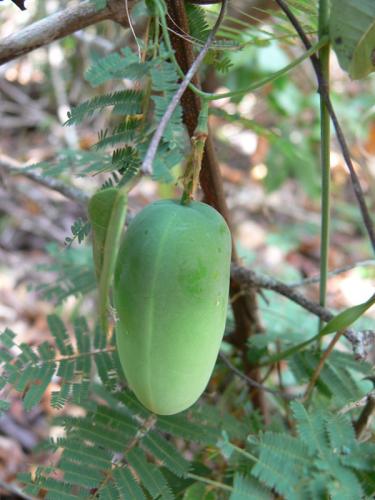 Adenia-kirkii-Arabuko-Kenya-2012 PV1732