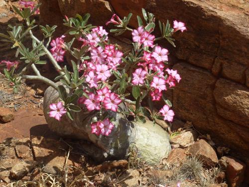 Adenium-obesum-Voi-zapadne-GPS164-Kenya-2012-Kazungu-P1000444