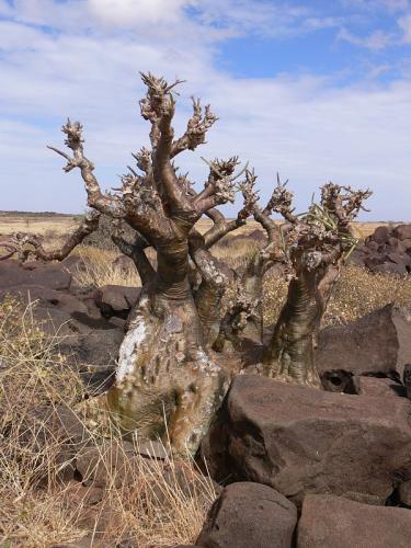 Adenium-somalense-Marsabit-SZ-GPS177-Kenya-2012 PV1016