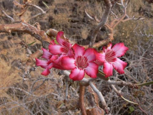 Adenium-somalense-Marsabit-SZ-GPS177-Kenya-2012 PV1040